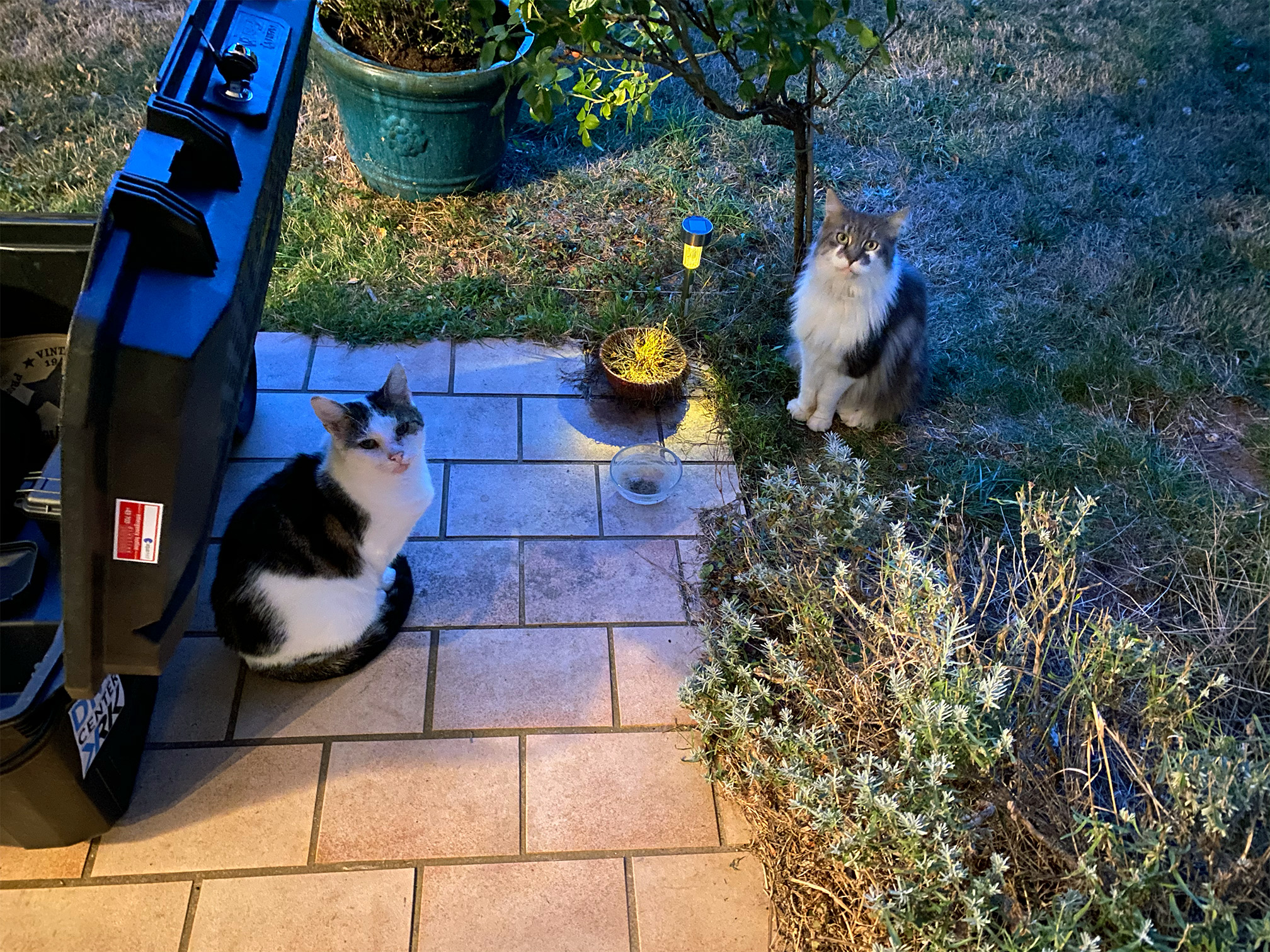 Wollte zum Tierarzt aber Oskar war am Vorabend wieder verschwunden